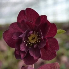 Lumeroos DOUBLE RED